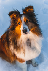 Sheltie dog in snow