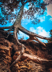 tree with roots hanging onto rock side