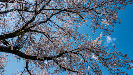 仰ぐ桜と空