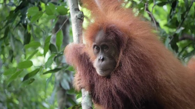 Closeup slow motion shot of young wild orangutan  looking around and hiding behind arm in Bukit Lawang, Sumatra, Indonesia