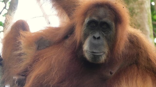 Slow motion closeup shot of wild orangutan looking in the camera in Bukit Lawang, Sumatra, Indonesia