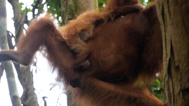 Wild female orangutan with very young baby hanging then climbing in Bukit Lawang, Sumatra, Indonesia