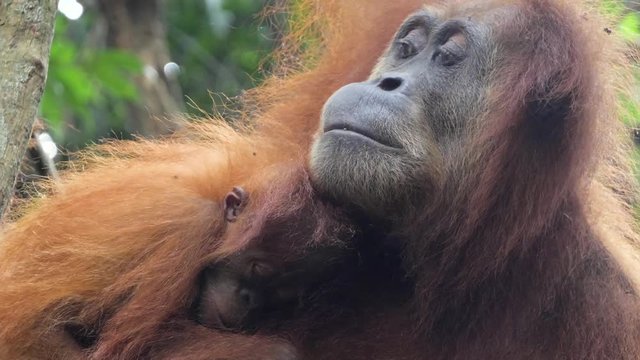 Closeup shot of female orangutan with sleeping baby in the wild in Bukit Lawang, Sumatra, Indonesia