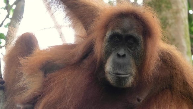 Closeup shot of wild orangutan looking in the camera in Bukit Lawang, Sumatra, Indonesia