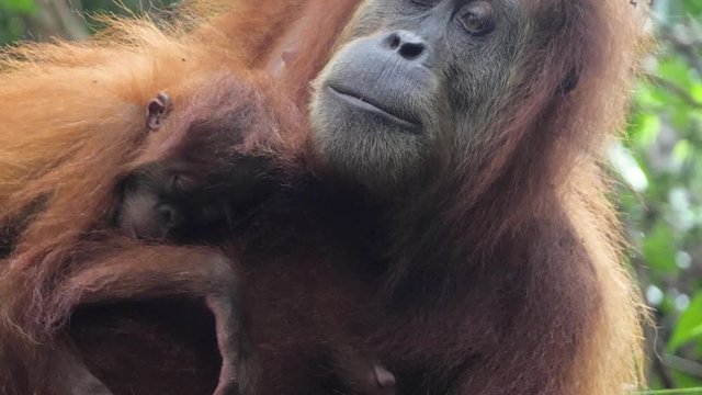Closeup slow motion shot of female orangutan with sleeping baby in the wild in Bukit Lawang, Sumatra, Indonesia