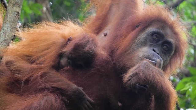 Closeup shot of wild female orangutan with baby touching her mouth in Bukit Lawang, Sumatra, Indonesia