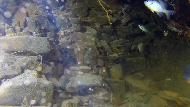 Freshwater Sunfish and Creek Chub swim underwater near rocks and submerged roots.