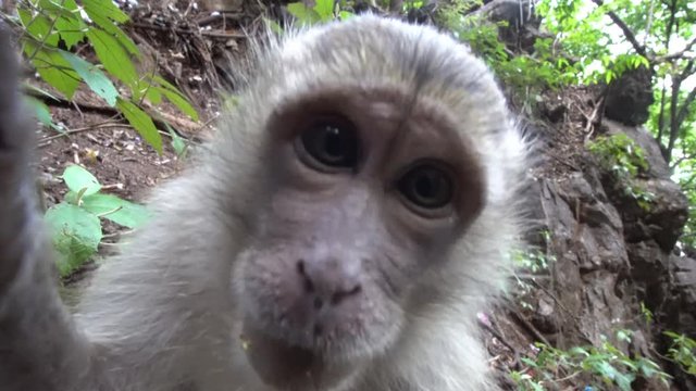 Close Up of Macaque Monkey Eating, Touching and Kissing Camera