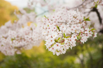 さくらの季節