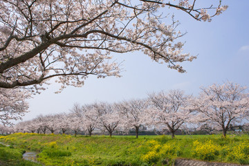桜並木