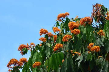 Yellow Saraca or Saracca thaipingensis Cantley ex Prain.