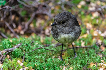 South Island Robin