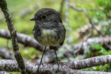 South Island Robin