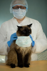 The veterinarian puts a protective medical mask on the cat.