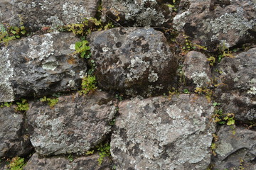 Textura Macro de brotes y musgo entre rocas