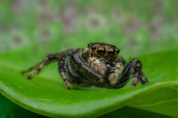 Close up of jumping spider on pink flowers background
