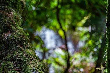 Nature Hike, West Coast, New Zealand