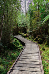 Nature Hike, West Coast, New Zealand