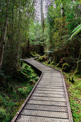 Fototapeta premium Nature Hike, West Coast, New Zealand