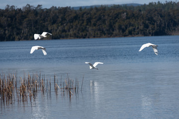 Fototapeta premium White Heron over lake