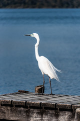 White Heron over lake