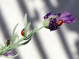 lavender, ladybugs, lady bug, macro, close up, many, purple, spring, easter, nature, insect, insects, dramatic, color, pink, purple, red, flora, beautiful, country, garden, ladybird, lady bug, petal, 