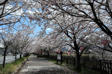 上牧町の桜並木