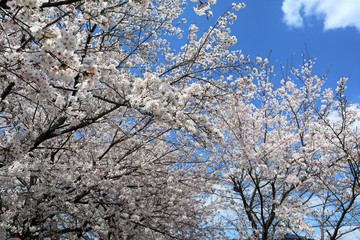上牧町の桜並木