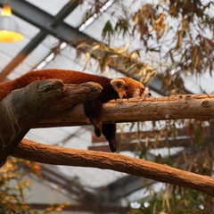 可愛いレッサーパンダ