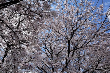上牧町の桜並木