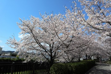 上牧町の桜並木