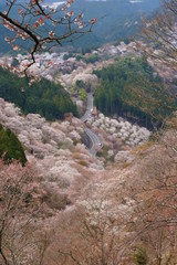 吉野山の千本桜