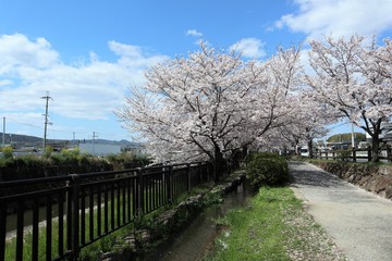 上牧町の桜並木