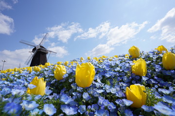 鶴見緑地公園のネモフィラ畑