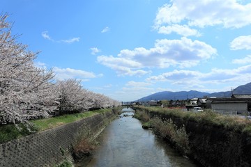 上牧町の桜並木