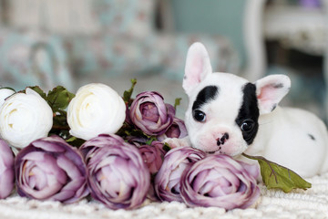 white and black little French bulldog indoor