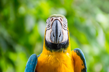 Colourful blue & yellow Parrot staring forward