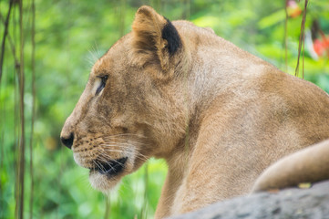 Close up portrait of a lioness