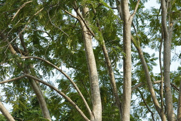 air, background, beautiful, big, black, blue, bough, branch, bright, cloud, cloudy, color, day, daylight, decorative, design, element, environment, forest, green, heaven, high, large, leaf, light, lin