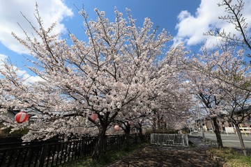 上牧町の桜並木