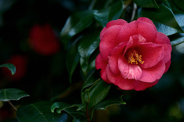 "Tsubaki", camellia japonica