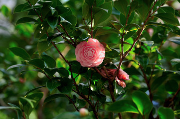 "Tsubaki", camellia japonika 