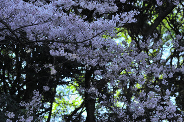 sakura, Japanese most beautiful flower