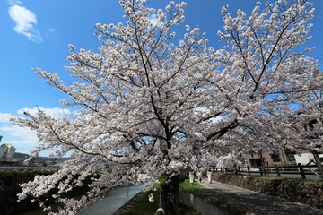 Fototapeta na wymiar 上牧町の桜並木