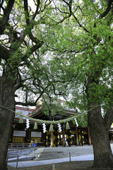 明治神宮　夫婦楠