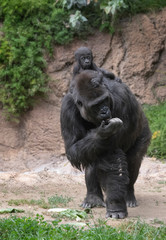 Mother Lowland Gorilla carrying her newborn baby