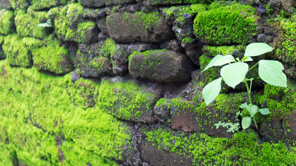 Big amount of green moss on brick wall