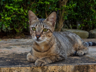 A tabby coloured domestic cat looking direct into the camera