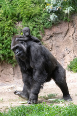 Mother Lowland Gorilla carrying her newborn baby