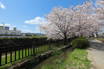 上牧町の桜並木